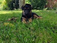 Schäferhund/Rottweiler-Mix Welpen