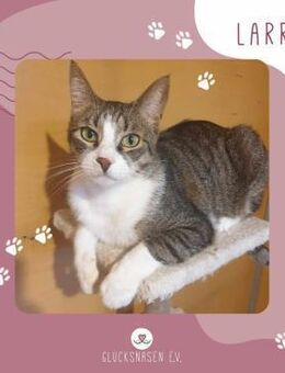 Kater Larry möchte Deine Welt erobern - Lalendorf