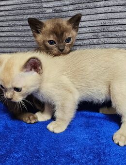 Burma Kitten. Reinrassig. Lilac, braun. - Nürnberg