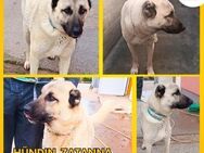 Zatanna lieber Kangal Mischling Hündin - Margetshöchheim