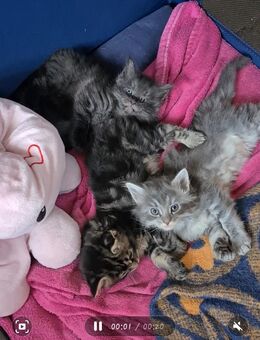 Maine Coon Kitten geimpft - entwurmt mit Starterpaket - Leipzig