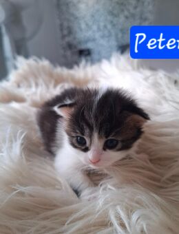 Katzenbabys 3 Wochen😻 - Saarbrücken
