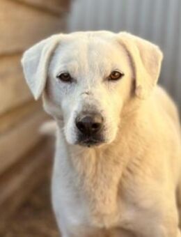 Snow unser hübsche Rüde sucht... - Kallmünz