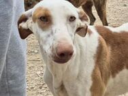 MILKY BAY sucht Podenco Fans ❤ - Neudenau