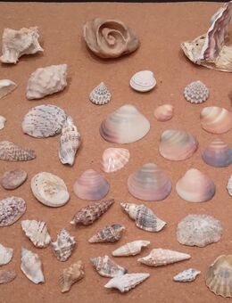 Kleine Muschelsammlung - Hamburg