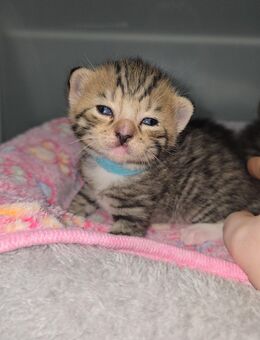 Zuckersüße Kitten suchen Zuhause ab Oktober - Mülheim (Ruhr)