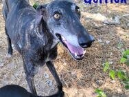 Gorrión sucht Galgo-Liebhaber 10/20 ESP - Ruppertsecken