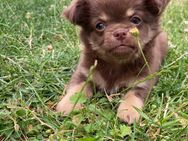 Chihuahua Welpe Rüde reinrassig Schoko Tricolor Langhaar - Lanitz-Hassel-Tal