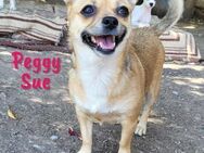 Peggy Sue kleine Chihuahua Mix Dame 3/21 - Ruppertsecken