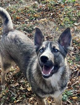 Chiko sucht seine Menschen - Weilheim (Oberbayern)