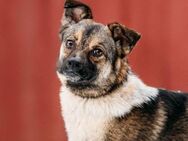 Zärtliche Luna sucht warmes Körbchen - Duisburg