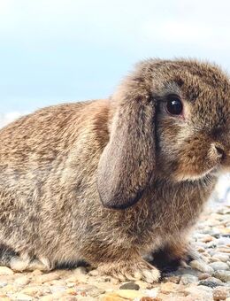 ✨Kleine Zwergwidder Kaninchen Baby Haserl Minilop Miniwidder Hasen SOFORT - Büchlberg