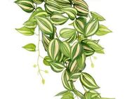 Kunstpflanze Tradeskantie, I.GE.A., Höhe 80 cm, Hängepflanze