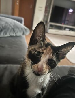 Babykatzen - Faulbach