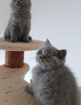 Reinrassige Britisch Kurzhaar - BKH Kitten mit Stammbaum - Altlußheim