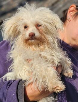 Süße, lockige Hundedame sucht zu Hause - Schnarup-Thumby