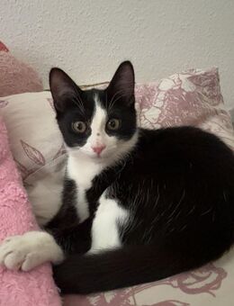 Kitten zu verkaufen - Bergkamen Zentrum