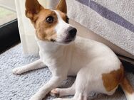 Männlicher Jack-Russell-Welpe. - Gevelsberg