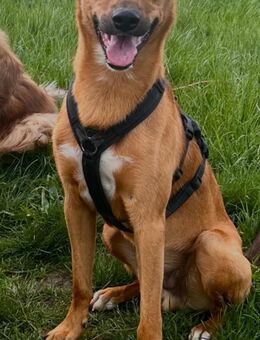 MANO verliert sein Zuhause wg Trennung - Weiterstadt