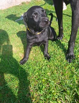 Labrador- Dalmatiner Welpen - Langenleuba-Niederhain