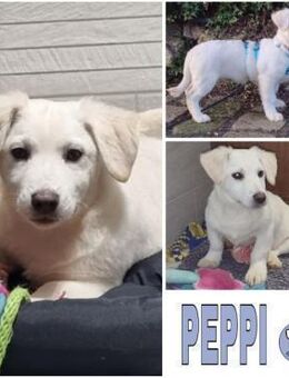 PEPPI -rundum tolles Hundekind- - Duisburg