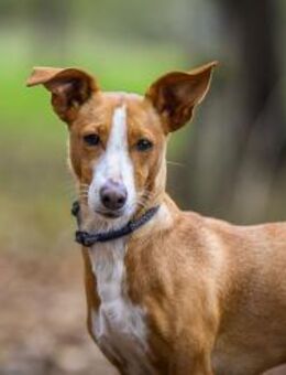 Diva -fröhlich, nett, aktiv - Gelnhausen