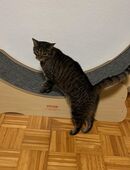 Liebevoller Kater in 37281