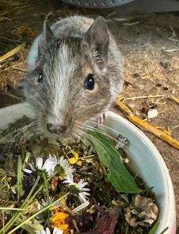 3 Degu Weibchen - zusätzlich mit großem Käfig - Berlin
