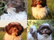 Letzte kleine Prinzessin Welpe Shih Tzu Bolonka Zwetna - Tangerhütte Weißewarte