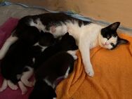 4 Kitten in liebevolle Hände abzugeben - Korbach (Hansestadt)