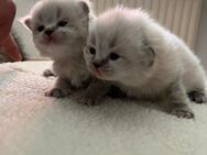 Wunderschöne Kitten ab Juli abzugeben! ❤️ - Offenbach (Main)