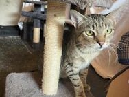 Lieber FIV positiver Bobo sucht seine Fa - Margetshöchheim
