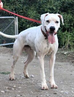 Ivar sucht verantwortungsvolle Menschen - Grevenbroich