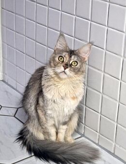 Maine Coon Katze - Binnen