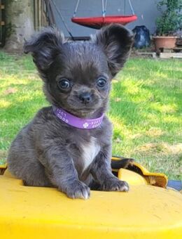 Chihuahuawelpen,ein echter Hingucker, Vereinszucht - Duisburg