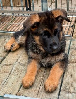 Schäferhund Welpen Hündinnen - Herzogenrath