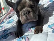 Französische Bulldogge - Beverstedt