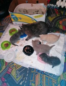 BKH Kitten - Herne