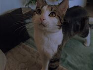 Kater Bounty 13M Jung - Herne Holsterhauen
