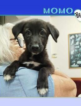 Momo - ein Herz voller Liebe! - Alfeld (Leine)