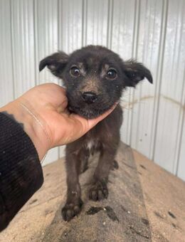 B706 trauriger Rüde sucht Sicherheit - Neuberg