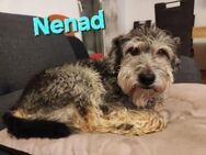 ❤️ Nenad, liebevoller Seniorhund - Kissing