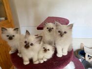 Wunderschöne Heilige Birma Kitten mit Stammbaum suchen ein schönes zu Hause. - Heeßen