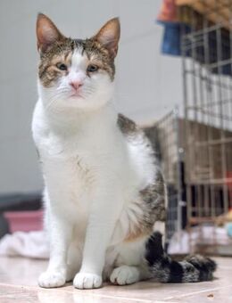 Katze Beatriz 2 - mit Handycap - Bochum