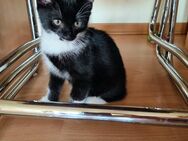 3 Kleine Hauskatzen - Velbert