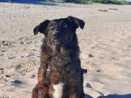 Browny, lernwilliger Rüde, 6J 88299 - Vaterstetten