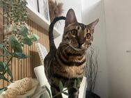 2 junge Bengal-Kater suchen ein Zuhause - Bad Soden (Taunus)