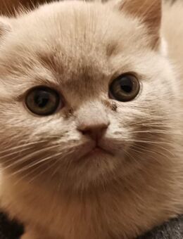 Reinrassige BKH Katzenbaby - Berlin Reinickendorf