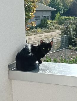 EKH Hauskatze schwarz sucht dringend ein neues liebevolles Zuhause! - Hamm