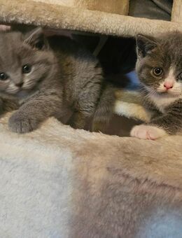 noch 2.von 4 BKH mix kitten abzugeben - Frasdorf